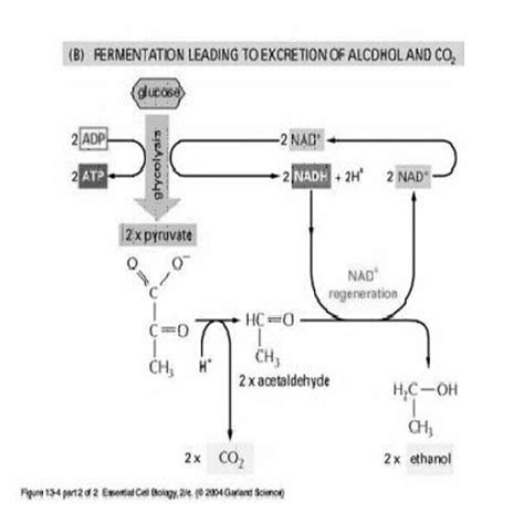 Learning Interesting Proses Fermentasi Glukosa Menjadi Alkohol