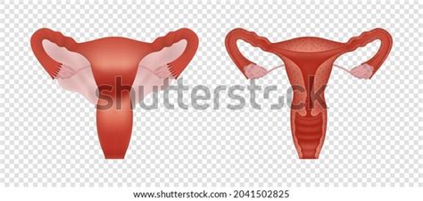 Female Human Reproductive System Realistic Illustration Stock Vector