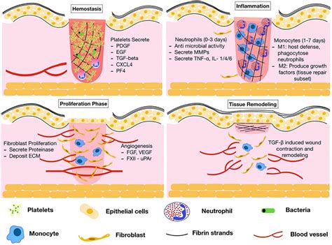 What Happens During Regeneration Of Wound Healing - BEST HOME DESIGN IDEAS