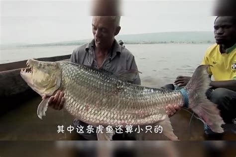 最凶猛的淡水鱼以鳄鱼为食堪称加大加强版食人鱼 淡水鱼 鳄鱼 加强版