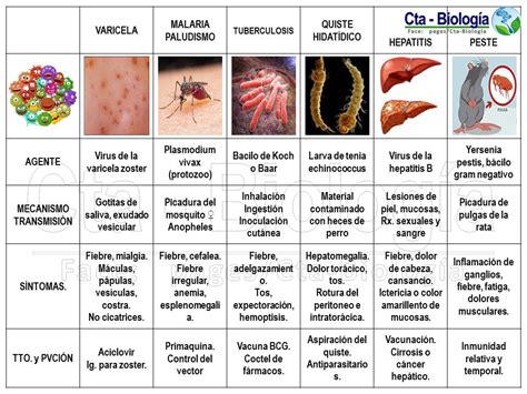 Biología Didáctica Ingeniería Ana Sistema Inmune I