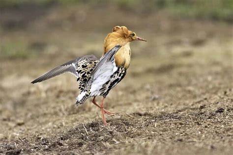 Greetings Card Of Ruff Male In Mating Display Varanger Norway