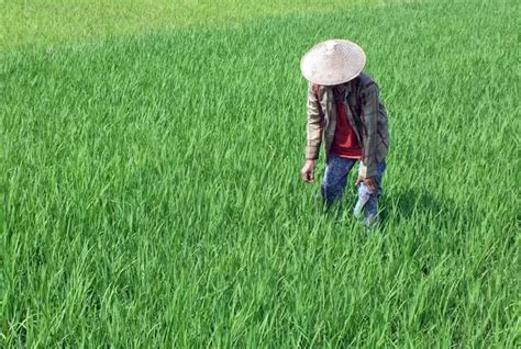 Petani Di Pati Keluhkan Kelangkaan Pupuk Bersubsidi Jelang Musim Tanam