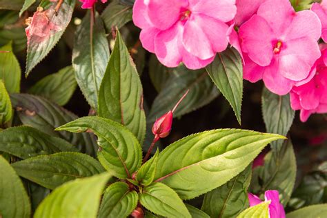 New Guinea Impatiens Plant Care Growing Guide