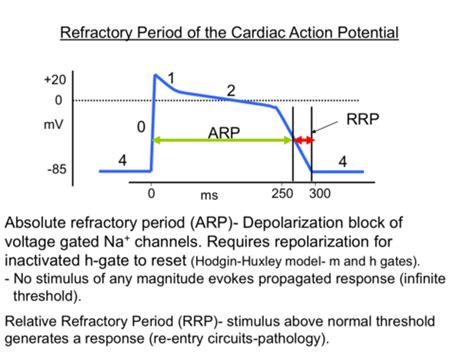 Path 2 Cardio 1 Exam 1 Flashcards Quizlet