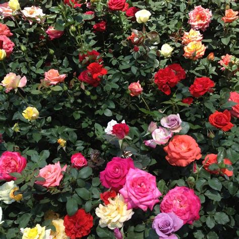 Mercado De Plantas Y Flores Cuemanco Cuemanco Xochimilco Distrito