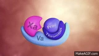 Coagulation Cascade Animation - Physiology of Hemostasis on Make a GIF