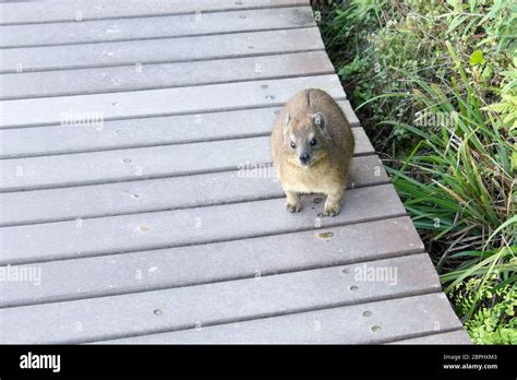 Rock Hyrax Close Up South African Animal Wildlife From Tsitsikamma