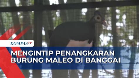 Pusat Konservasi Maleo Di Banggai Jadi Satu Satunya Penangkaran Burung