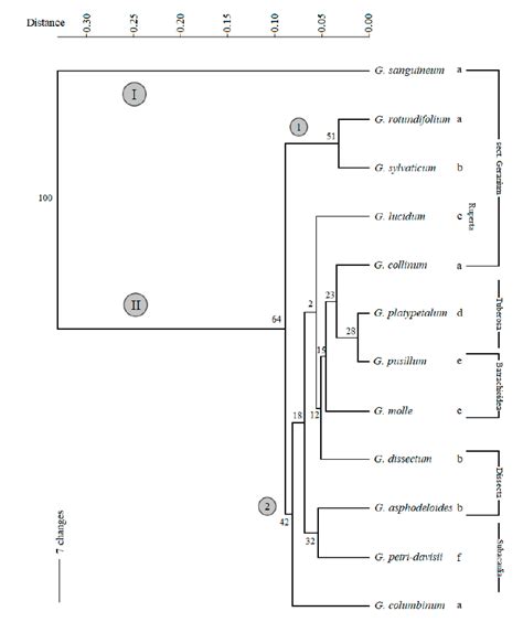 Scielo Brazil New Chromosomal Data And Karyological Relationships In