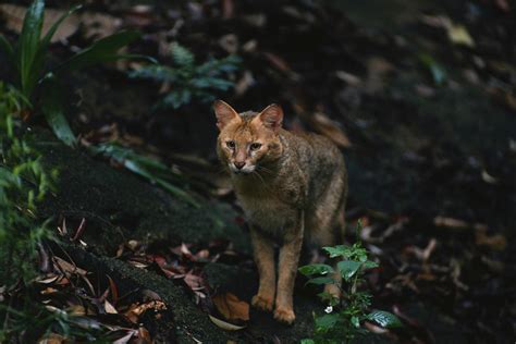 Chaus ou chat des marais Caractéristiques et Alimentation