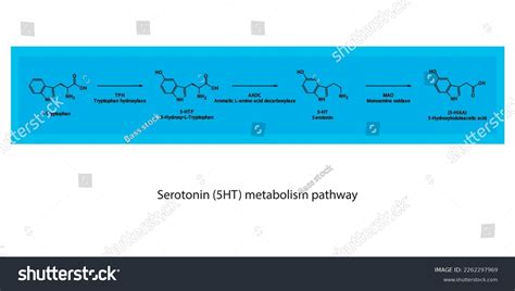 5ht Serotonin Biosynthesis Metabolism Pathway Scientific Stock Vector Royalty Free 2262297969