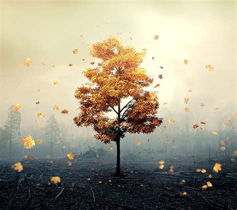 fall, nature wallpaper - Coolwallpapers.me!