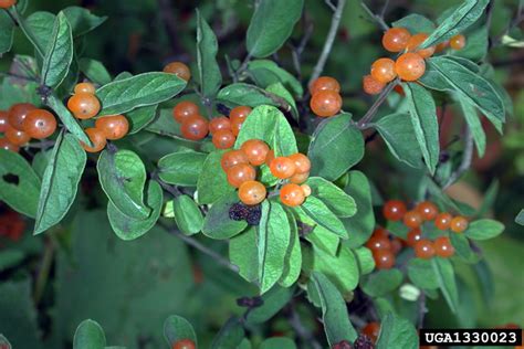 Жимолость татарская (Lonicera tatarica) | САДПРОЕКТ