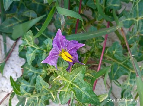 102 Silverleaf Nightshade Stock Photos Free Royalty Free Stock