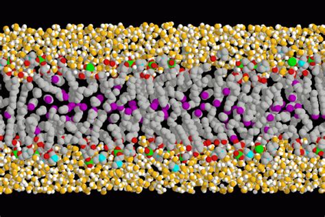 Membrane Biophysics | Center for Biological Physics (CBP)