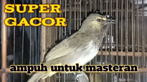 Rengganis Cucak Wilis Super Gacor Ampuh Untuk Masteran YouTube