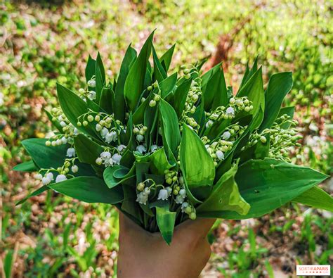 1er mai pourquoi offre t on du muguet ce jour là Histoire et