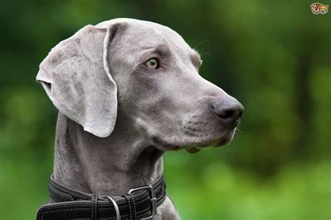 Weimaraner Dog Breed Information Buying Advice Photos And Facts