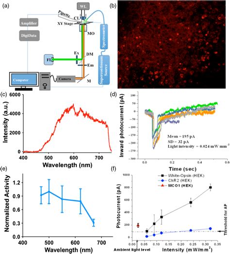 Expression And Functioning Of Mco A Experimental Setup For