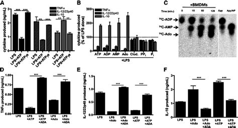 Atp Derived Adenosine Modulates Inflammatory Macrophage Activation A Download Scientific