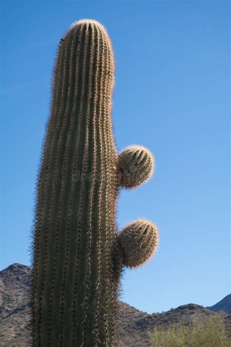 Saguaro Cactus, New Arms Forming Stock Image - Image of mexico, baja ...