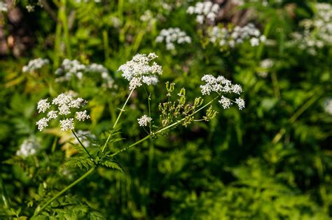 Why Is Poison Hemlock So Dangerous? | The Family Handyman