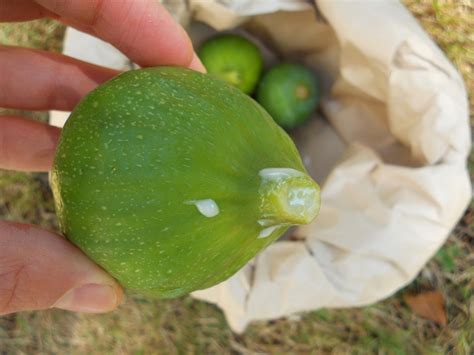 Snacking Squirrel: August Fig Harvest