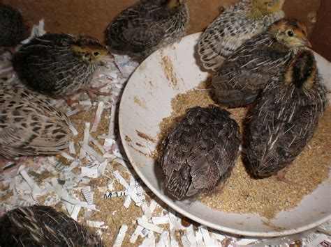 File:2 week old Japanese quail chicks 3.JPG