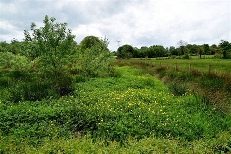 Buttercups In A Field Cavanacaw Lower Kenneth Allen Geograph