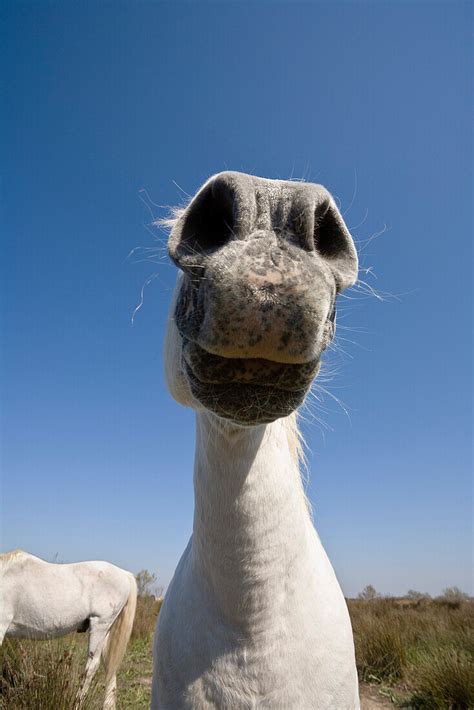 Camargue horse, Camargue, South France – License image – 70098460 lookphotos