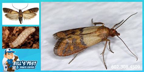 Indianmeal Moths Bills Pest Termite Control