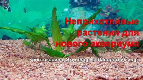 Самые неприхотливые растения для старта аквариума - YouTube