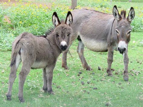 Baby Miniature Donkey