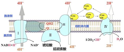 生化笔记生物氧化Biologic Oxidation 哔哩哔哩