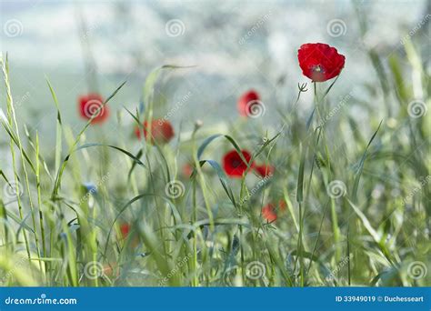 A Papoila Vermelha Floresce Os Rhoeas Do Papaver Imagem De Stock