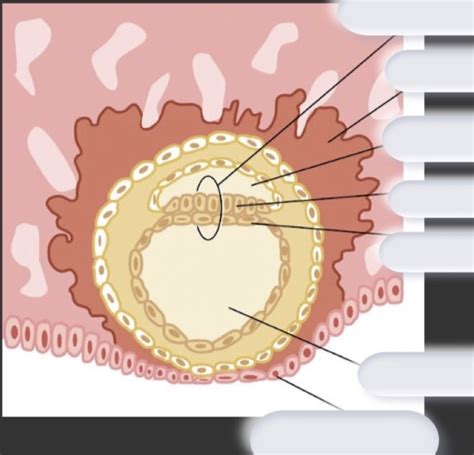 Blastocyst To Disc Diagram Quizlet