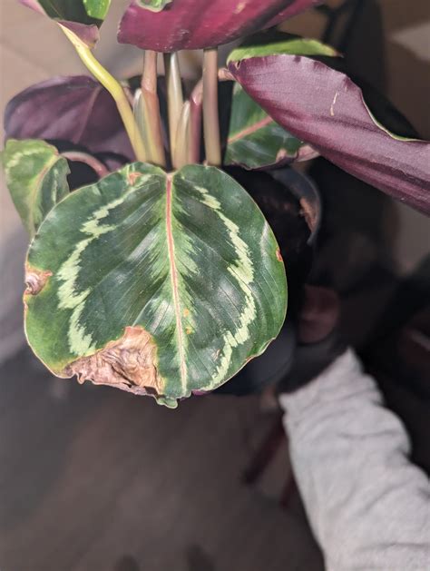 Brown spots... pests? : r/calatheas