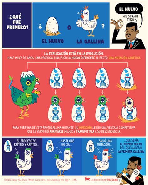 Infografía ¿qué Fué Primero El Huevo O La Gallina Tu Parada Digital