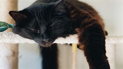 20 Cute Cat Sleeping Positions & What They Mean - ZumVet Blog