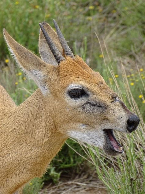 Free Ostern Duiker Nature Images Pixabay