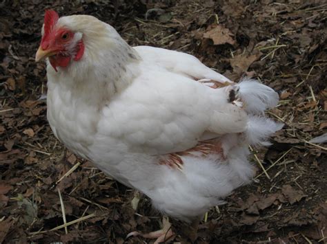 Red Bucket Farm Naked Chickens