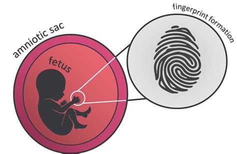 How Are Fingerprints Formed Nc Dna Day Blog