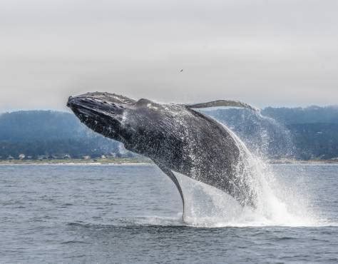 Whale Stranding Press Materials | The Marine Mammal Center