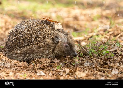 Hedgehog, (Scientific name: Erinaceus Europaeus) wild, native, European ...