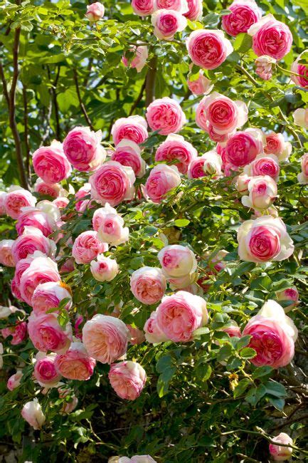 The Best Climbing Roses For Your Garden Trellis Arbor Or Pergola