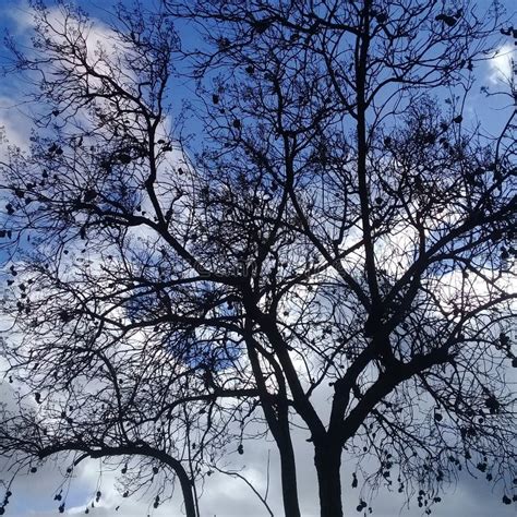 Naked Tree With Black Amber Under Clear Blue Sky Stock Photo Image Of