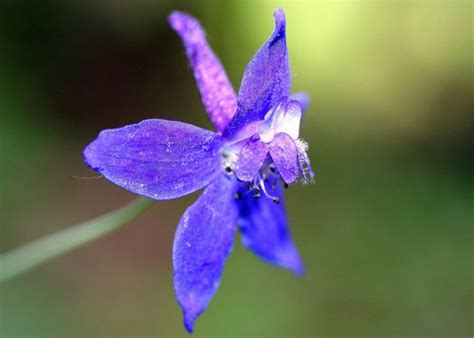 Zigzag Larkspur Annadel Plants INaturalist