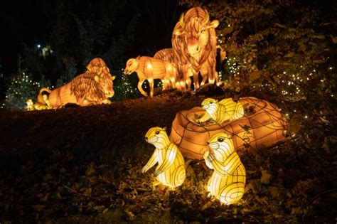 Bronx Zoo Holiday Lights Return With New Displays Hudson Valley Press