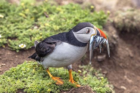 Filepuffin Fratercula Arctica With Lesser Sand Eels Ammodytes